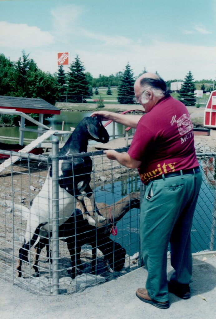 An old man wearing a wine-coloured t-shirt and tea work pants stands beside a wire fence petting and feeding a black and white goat.
